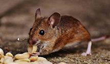 24 Hour & Emergency Exterminators in Brownsville, WI